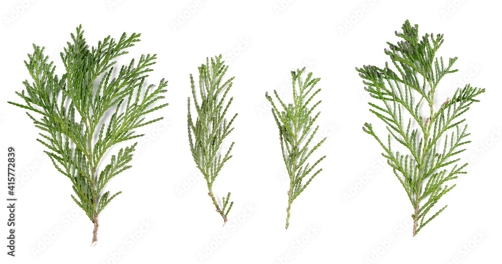 Redwood twigs with leaves set and collection isolated on white background, top view