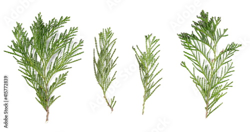 Redwood twigs with leaves set and collection isolated on white background  top view