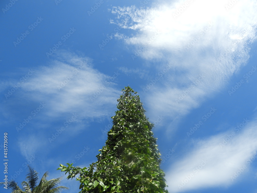 pine tree in the sky