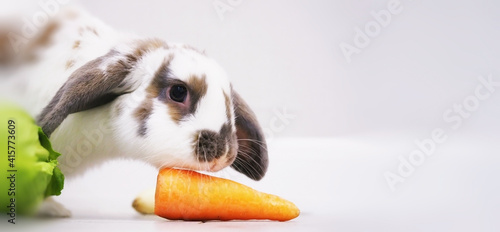 White rabbit with brown spots eats large washed orange carrot blurred background wide horizontal banner defoccus selective soft focus Easter pet shop healthy food ecology care for pets