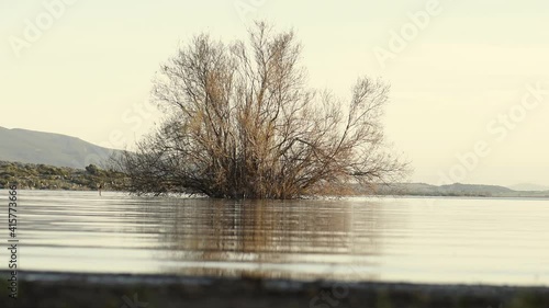 Surface of the lagoon, with trees or plants submerged by the water. Video close up with small waves of water. Light reflections.
