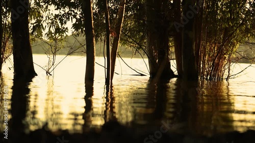 Surface of the lagoon, with trees or plants submerged by the water. Video close up with small waves of water. Light reflections.