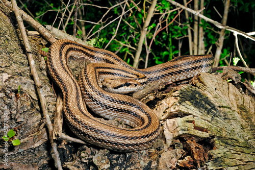 Vierstreifennatter // Four-lined snake (Elaphe quatuorlineata) - Montenegro photo