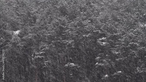 Wallpaper Mural The view of the coniferous forest is blurred due to heavy snowfall. I usually have a lot of rainfall. Slowly falling snow. Torontodigital.ca