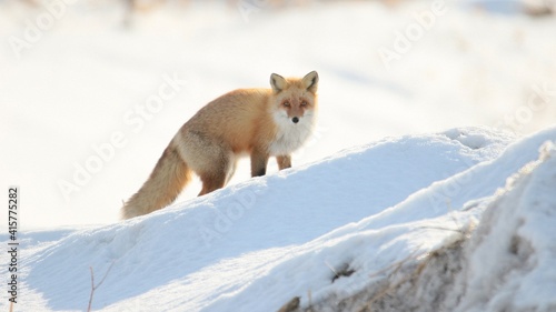 雪の中に佇む野生のキタキツネ