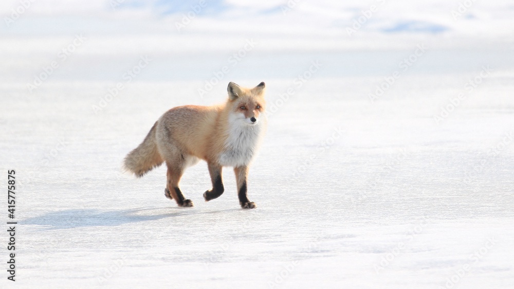 Fototapeta premium 雪の中に佇む野生のキタキツネ