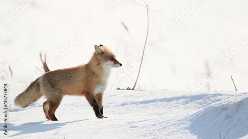 雪の中に佇む野生のキタキツネ