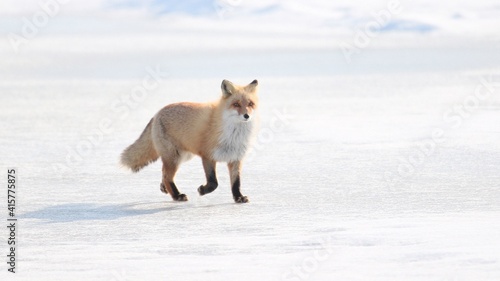 雪の中に佇む野生のキタキツネ