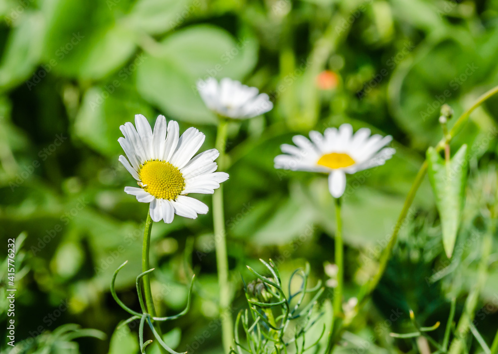 Chamomile flowers on a grassy field in Petrovaradin, Novi Sad, Vojvodina, Serbia Chamomile flowers on a grassy field in Petrovaradin, Novi Sad, Vojvodina, Serbia