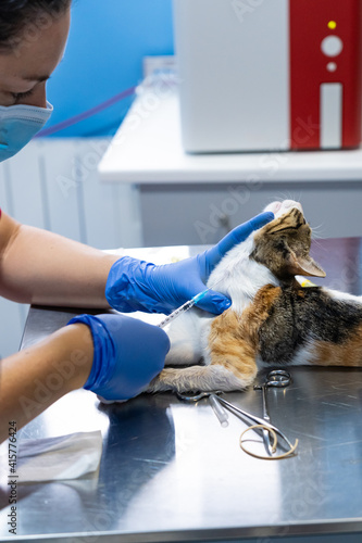 Veterinarian drawing blood from a cat
