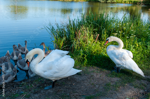 White swan onlake shore. Swan on beach. Swan on shore photo