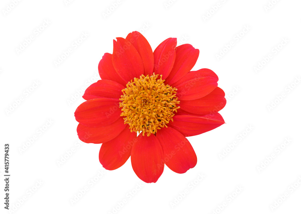 Red flower. Red mexican Sunflower or Tithonia diversifolia has separate flowers on a white background. selective focus the Lemon flower isolated on white background