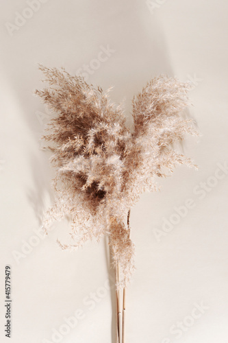 Samolepka Dry pampas grass on a beige background