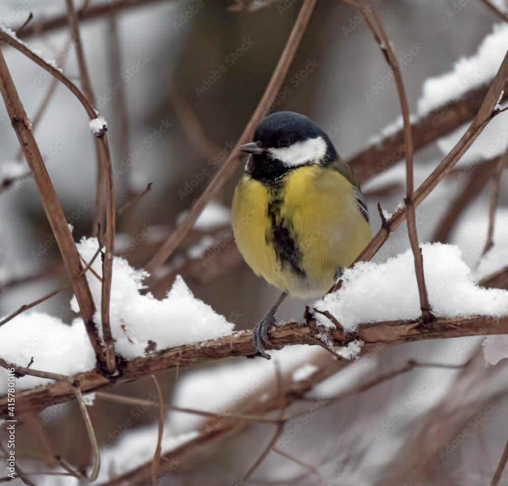 Birds near Moscow, yellow oatmeal on a tree branch Birds near Moscow, yellow oatmeal on a tree branch