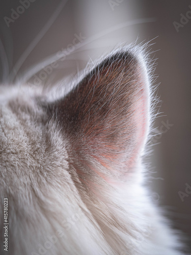 A close up ear shot of a Siberian cat