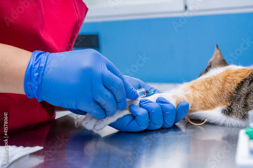 Veterinarian drawing blood from a cat