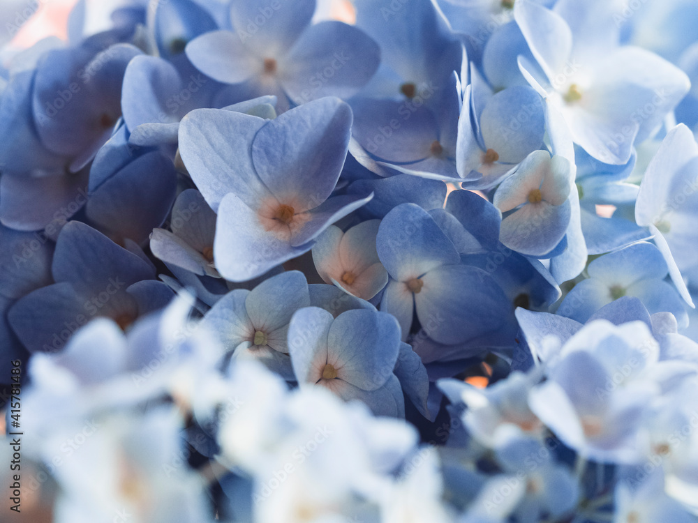 Fototapeta premium Blue hydrangea flowers. Macro vision. Spring concept. Floral background