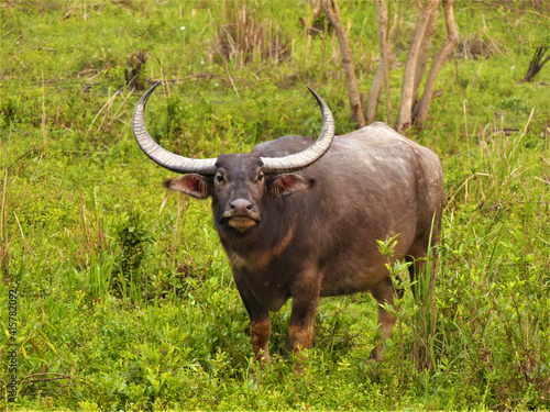 Water Buffalo in Kaziranga National Park