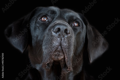 Labrador dog head on black background