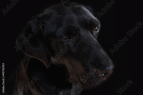 Labrador dog head on black background © majivecka
