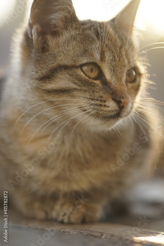 Young tabby cat relaxed in sunny day. Kitty closeup portrait. © Omega