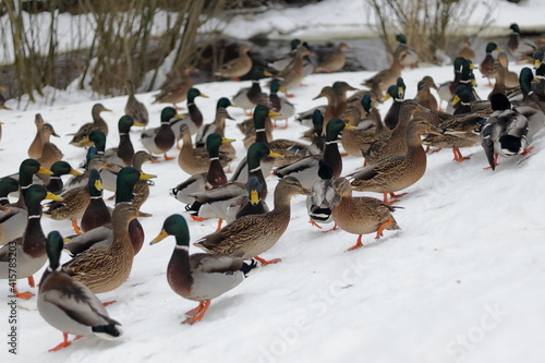 Ducks spend the winter on the bank of a small river.