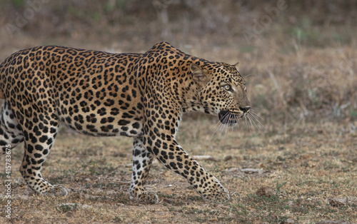 stalking leopard; Leopard taking a stroll; leopard stalking; cat stalking; stalking cat; leopard from Sri Lanka