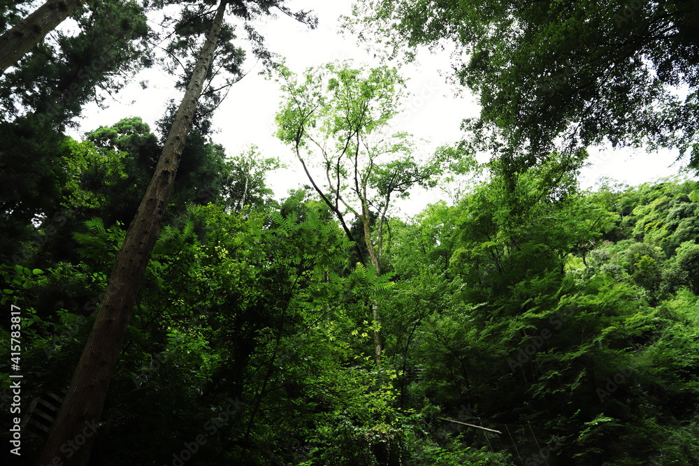 緑の林 緑の林