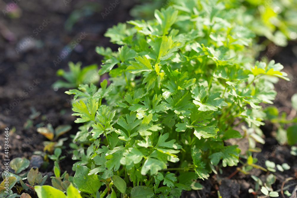 Obraz premium Spring young garden parsley growing on soil. Flat leaf parsley in garden row in spring.
