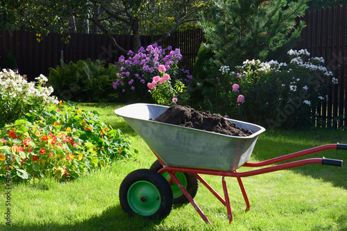 Fotografia Wheelbarrow full of compost on green lawn with well-groomed phlox flowers in private farmhouse
