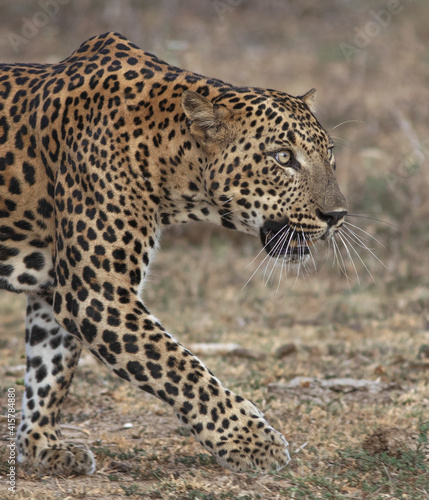 Portrait of a leopard  stalking leopard close up  Leopard taking a stroll  leopard stalking  cat stalking  stalking cat  leopard from Sri Lanka