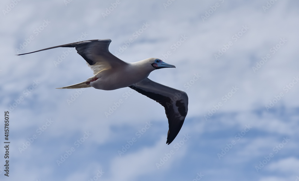 Obraz premium Seabird Masked, Blue-faced Booby (Sula dactylatra) flying over the blue and calm ocean. Seabird is hunting for flying fish jumping out of the water.