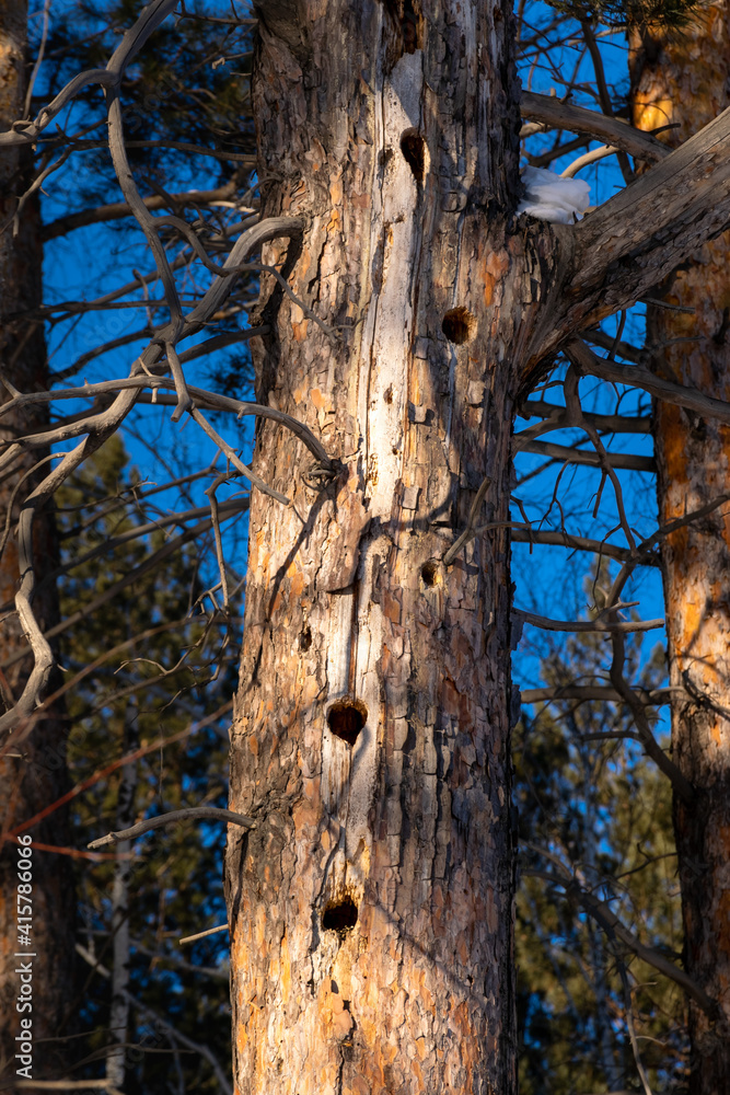 a woodpecker's hollow in an old tree a woodpecker's hollow in an old tree