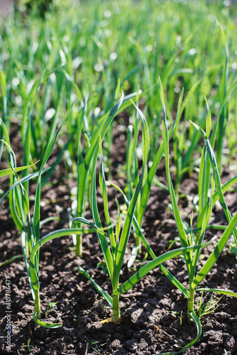 Green garlic grows in the ground in spring, close up. Organically grown garlic plantation in the vegetable garden. Vegetable beds with garlic overgrown with weeds