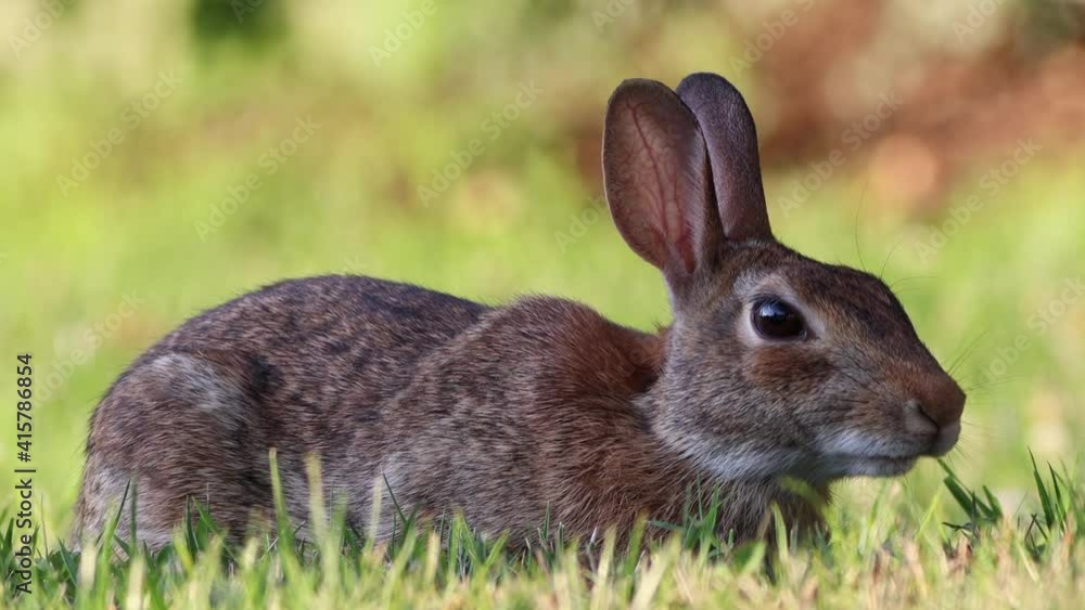 A wild cottontail rabbit grazing in the green grass. A wild cottontail rabbit grazing in the green grass.