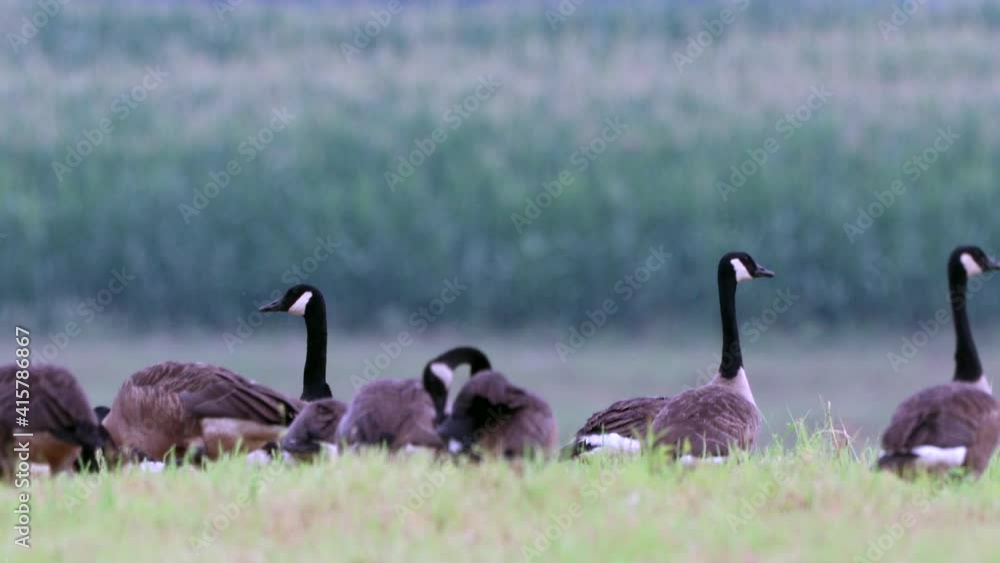 A small group of wild Canadian Geese feeding in a grass field. A small group of wild Canadian Geese feeding in a grass field.