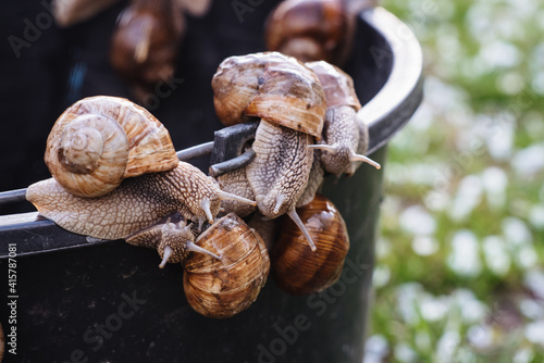 Grape snails climb on a black plastic bucket. Funny snails bask in the sun.