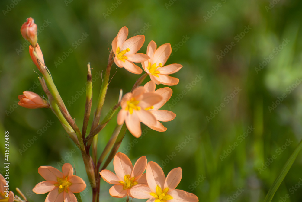 Obraz premium Orange flowers on a green background