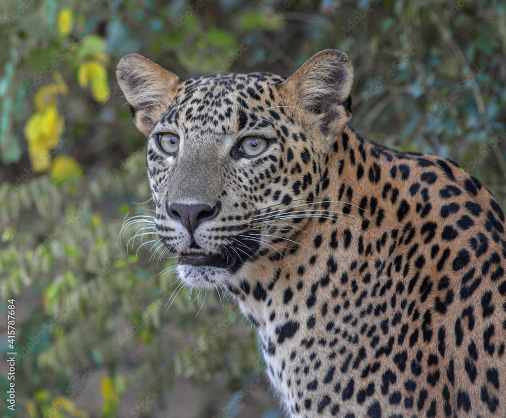 portrait of a leopard; leopard portrait; portrait of a cat; cat portrait; leopard cub portrait; big cat portrait portrait of a leopard; leopard portrait; portrait of a cat; cat portrait; leopard cub portrait; big cat portrait