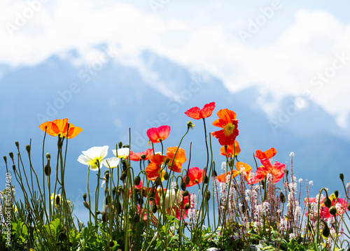 Fotografia Poppies growing in Alps, Montreux, Vaud Canton, Switzerland