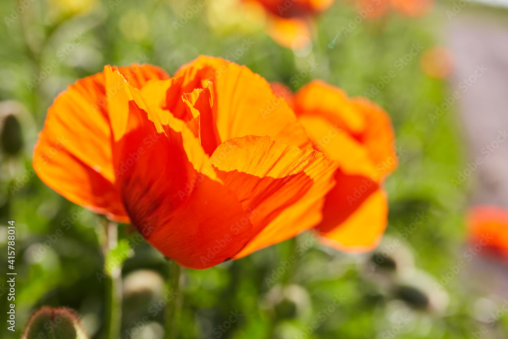 Macro photo nature flowers blooming poppies. Background texture of red poppies flowers. Macro photo nature flowers blooming poppies. Background texture of red poppies flowers.
