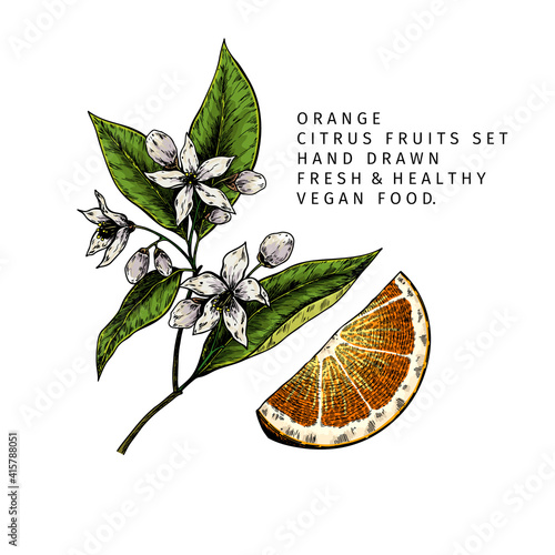 Hand drawn orange fruit slice and blossoming branch. Engraved vector illustration. Sweet citrus exotic plant. Summer harvest, jam or cocktail vegan ingredient. Menu, package, cosmetic, food design.