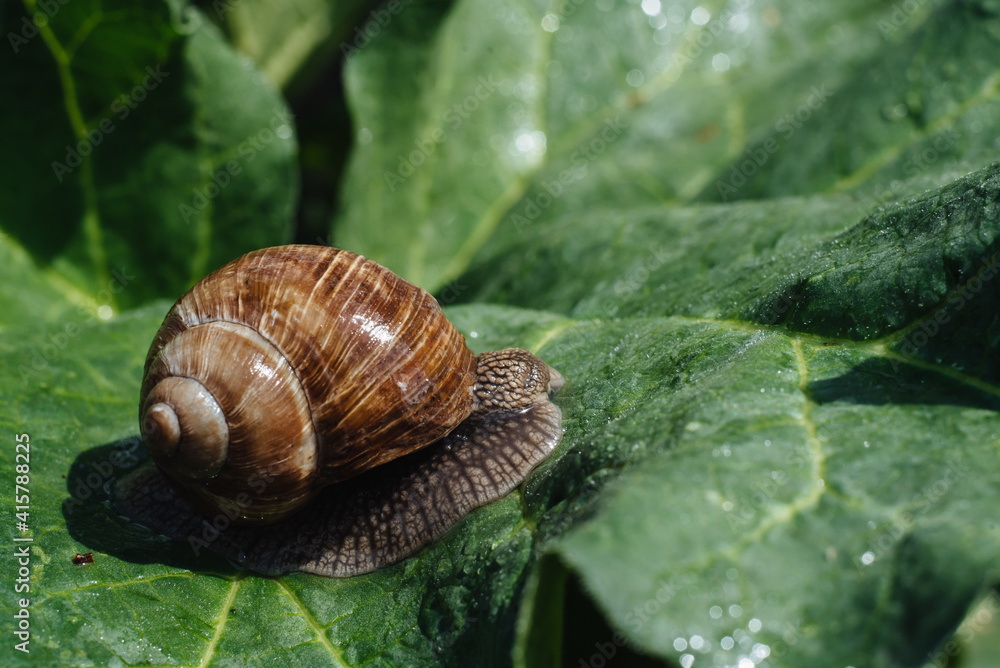 Helix pomatia also Roman snail, Burgundy snail, edible snail or escargot. Snail Muller gliding on the wet leaves. Large white mollusk snails with brown striped shell, crawling on vegetables. Helix pomatia also Roman snail, Burgundy snail, edible snail or escargot. Snail Muller gliding on the wet leaves. Large white mollusk snails with brown striped shell, crawling on vegetables.