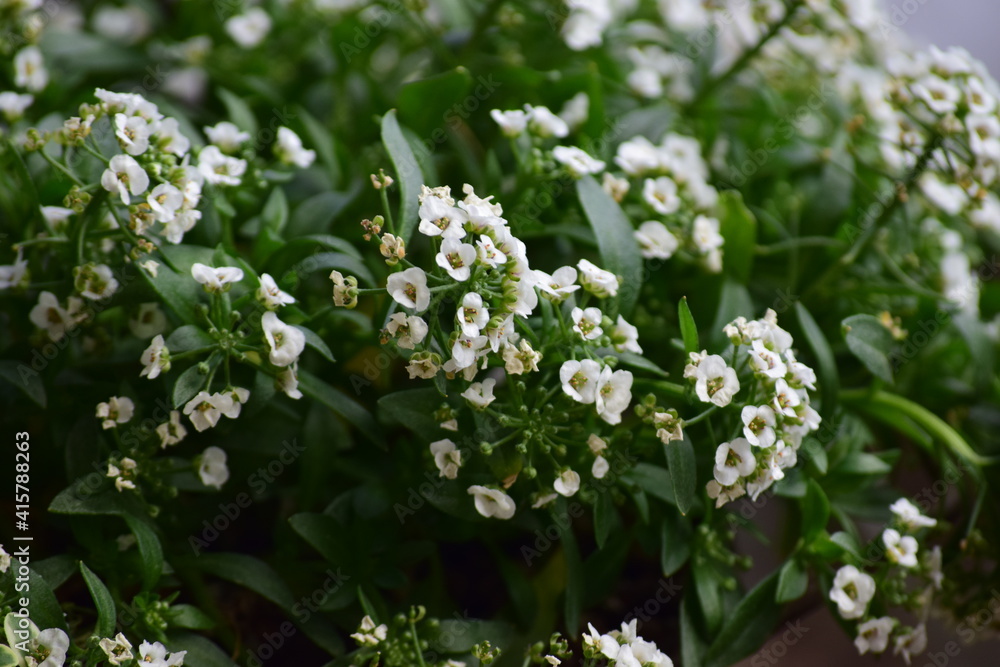 spring garden spring garden