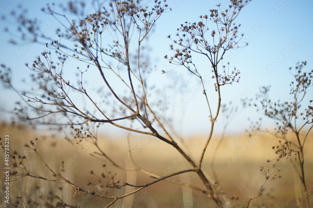 Dry dill grass in autumn blurred field at sunny sunset. Dry dill grass in autumn blurred field at sunny sunset.