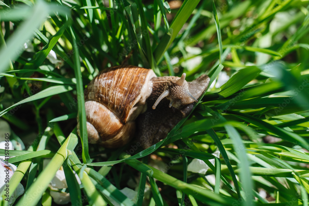 Helix pomatia also Roman snail, Burgundy snail, edible snail or