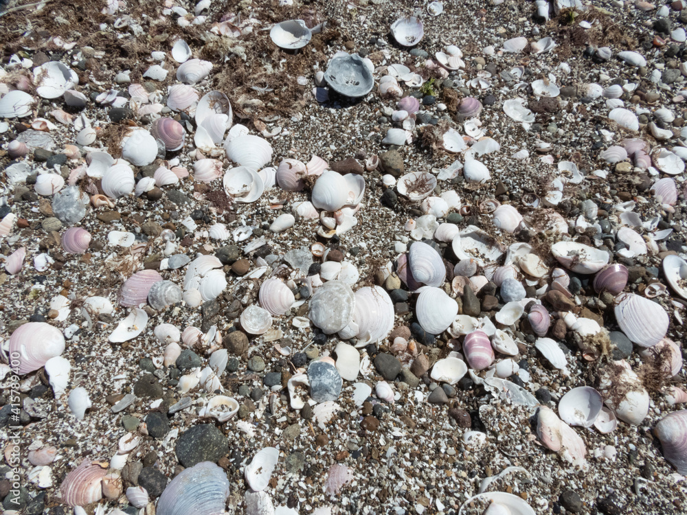 Partes de caracoles en la playa Partes de caracoles en la playa