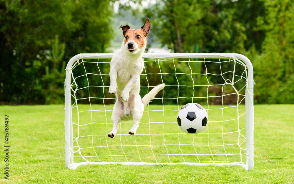 Jumping dog as funny goalie can't save goal and misses football (soccer)  ball Stock Photo | Adobe Stock