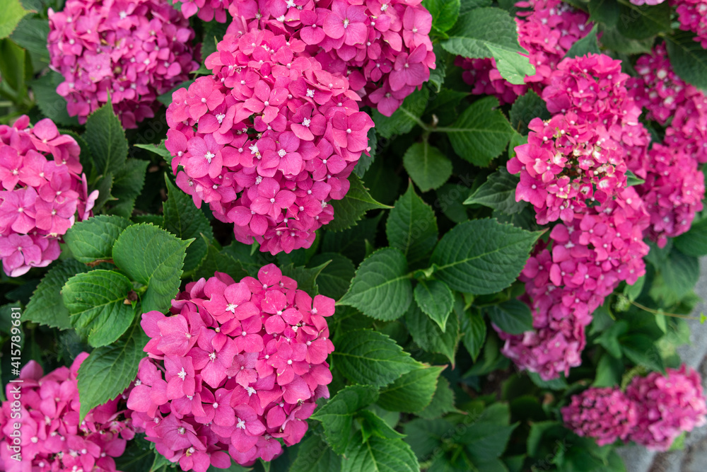 View of a lush bush of pink hydrangea. Plant concept, nature. View of a lush bush of pink hydrangea. Plant concept, nature.