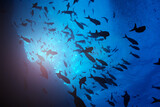 Big group, school of small fishes swim against shining water surface